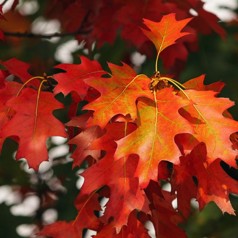 Bildnachweis: Bild von Manfred Richter auf Pixabay